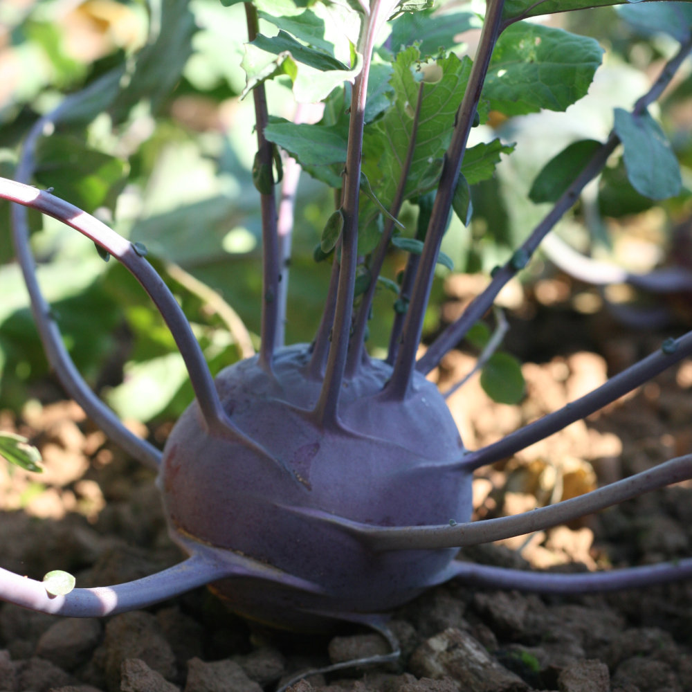 Kohlrabi Blaril