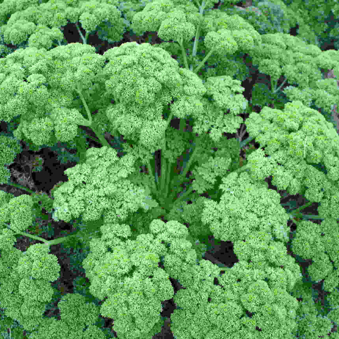 Petersilie Astra