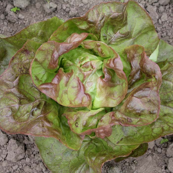 Kopfsalat Indianerperle