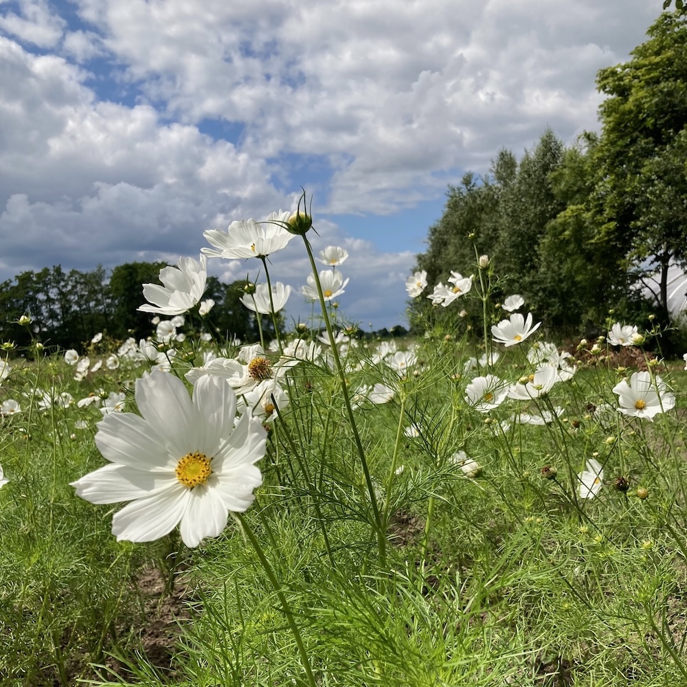 Cosmea Weiß