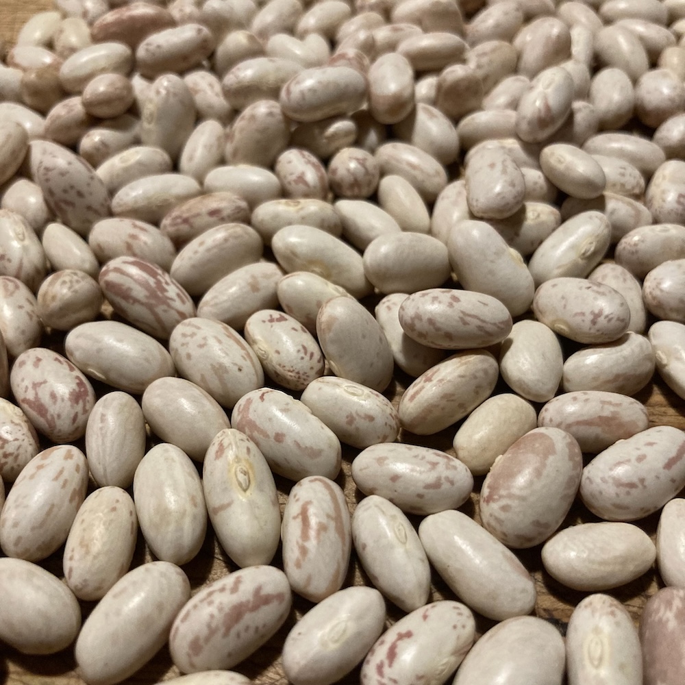 Buschbohne Tant Meti