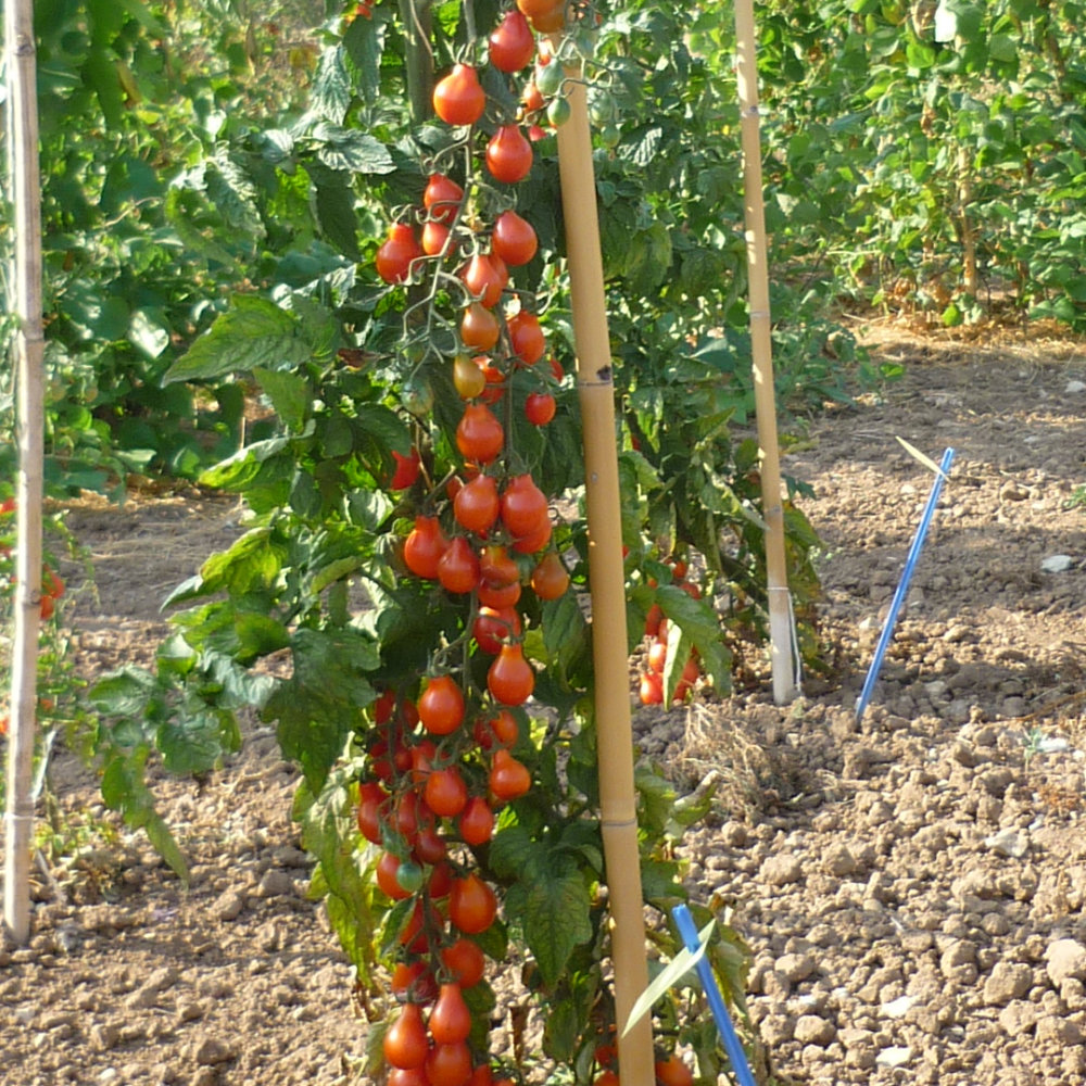 Cocktailtomate Sibirisches Birnchen