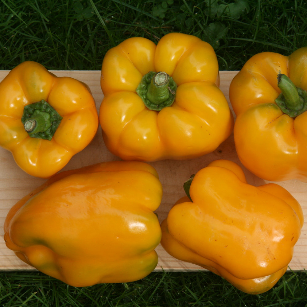 Paprika Quadrato d'Asti giallo