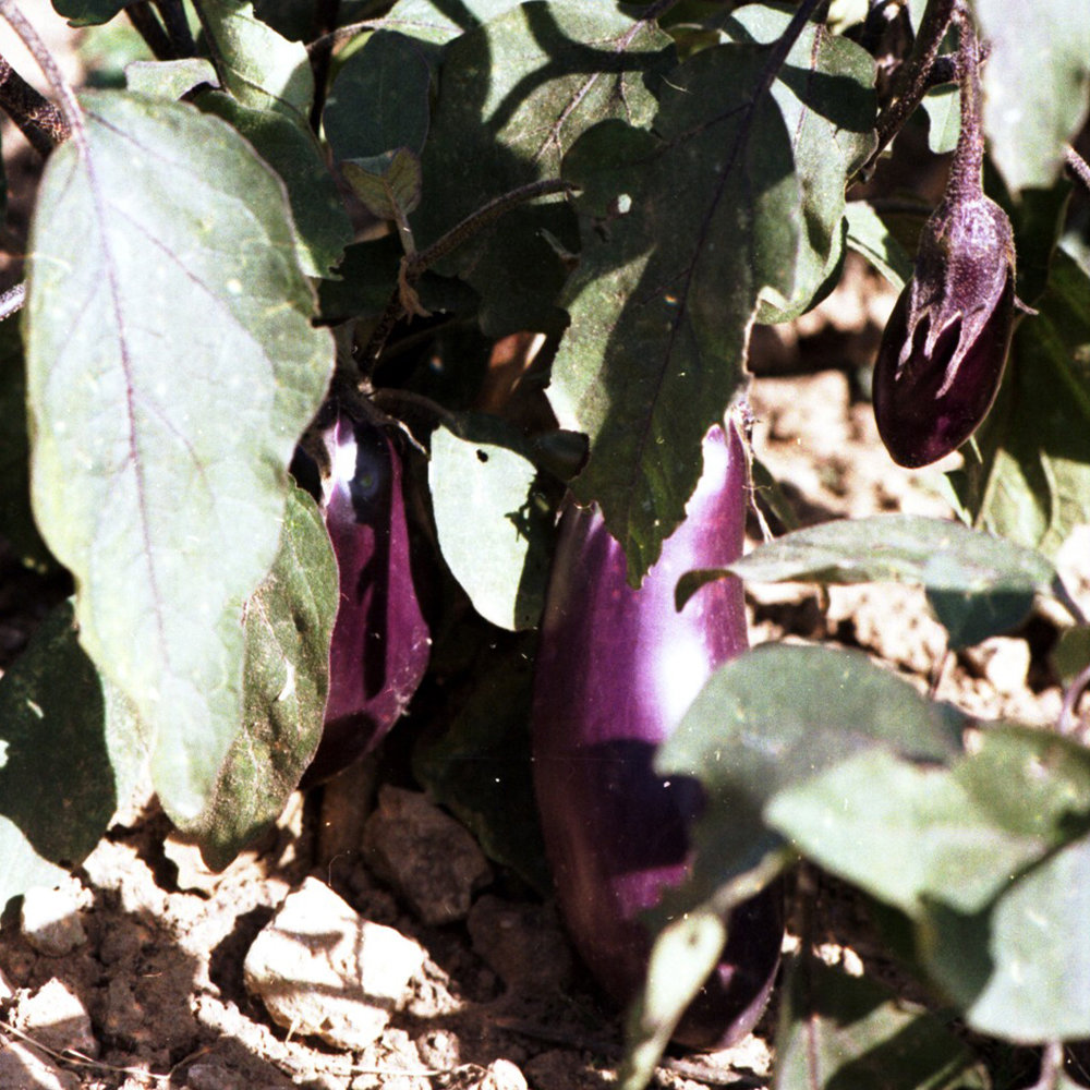 Aubergine Blaukönigin