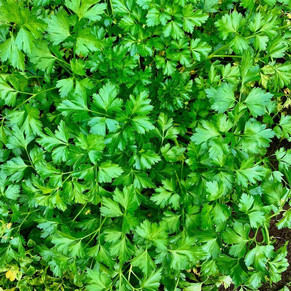 Petersilie Gigante d'Italia