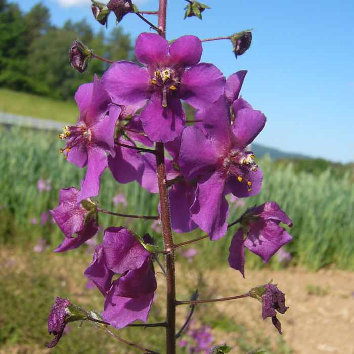 Purpurkönigskerze, Violette Königskerze