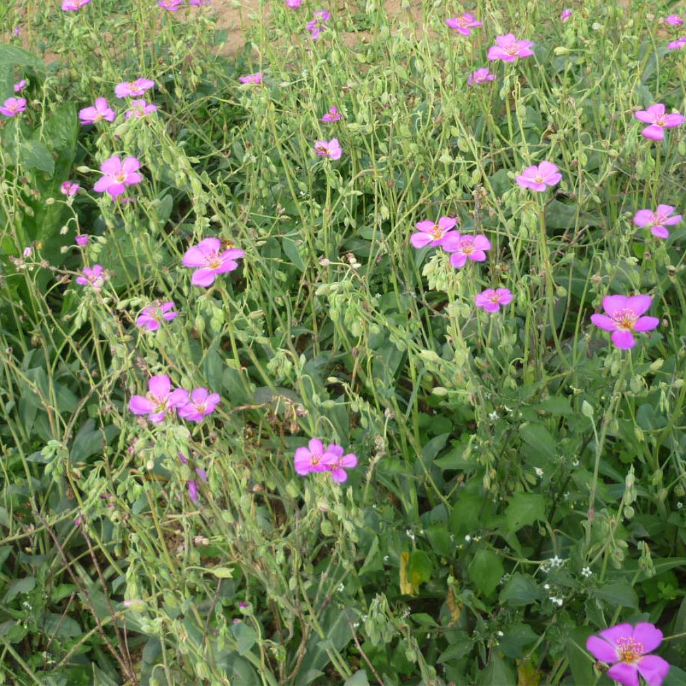 Cistanthe