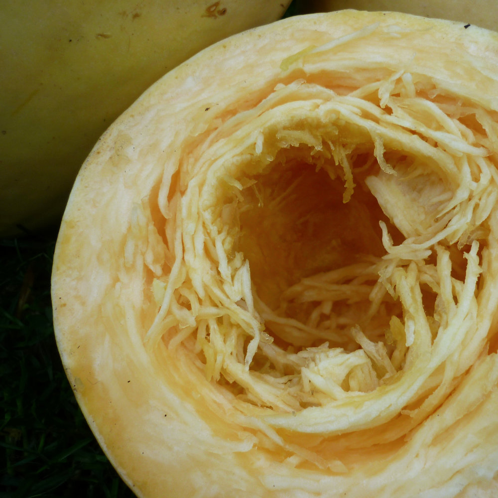 Gartenkürbis Spaghetti-Kürbis, Vegetable Spaghetti