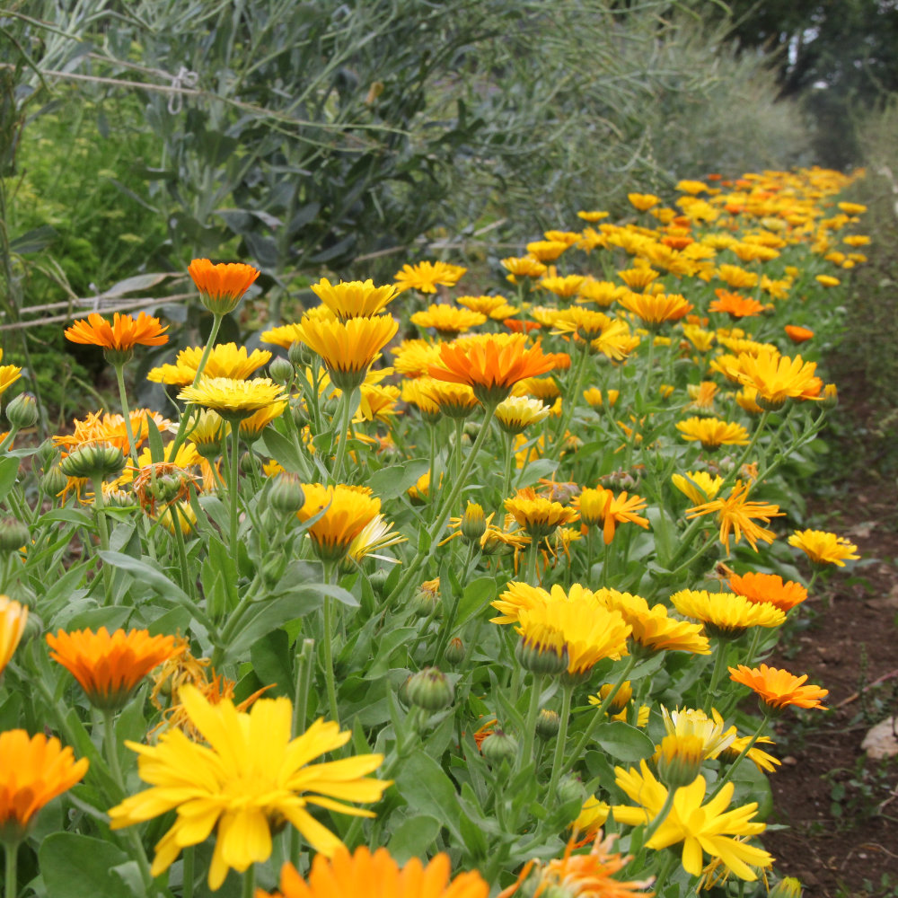 Ringelblume, traditionelle Form