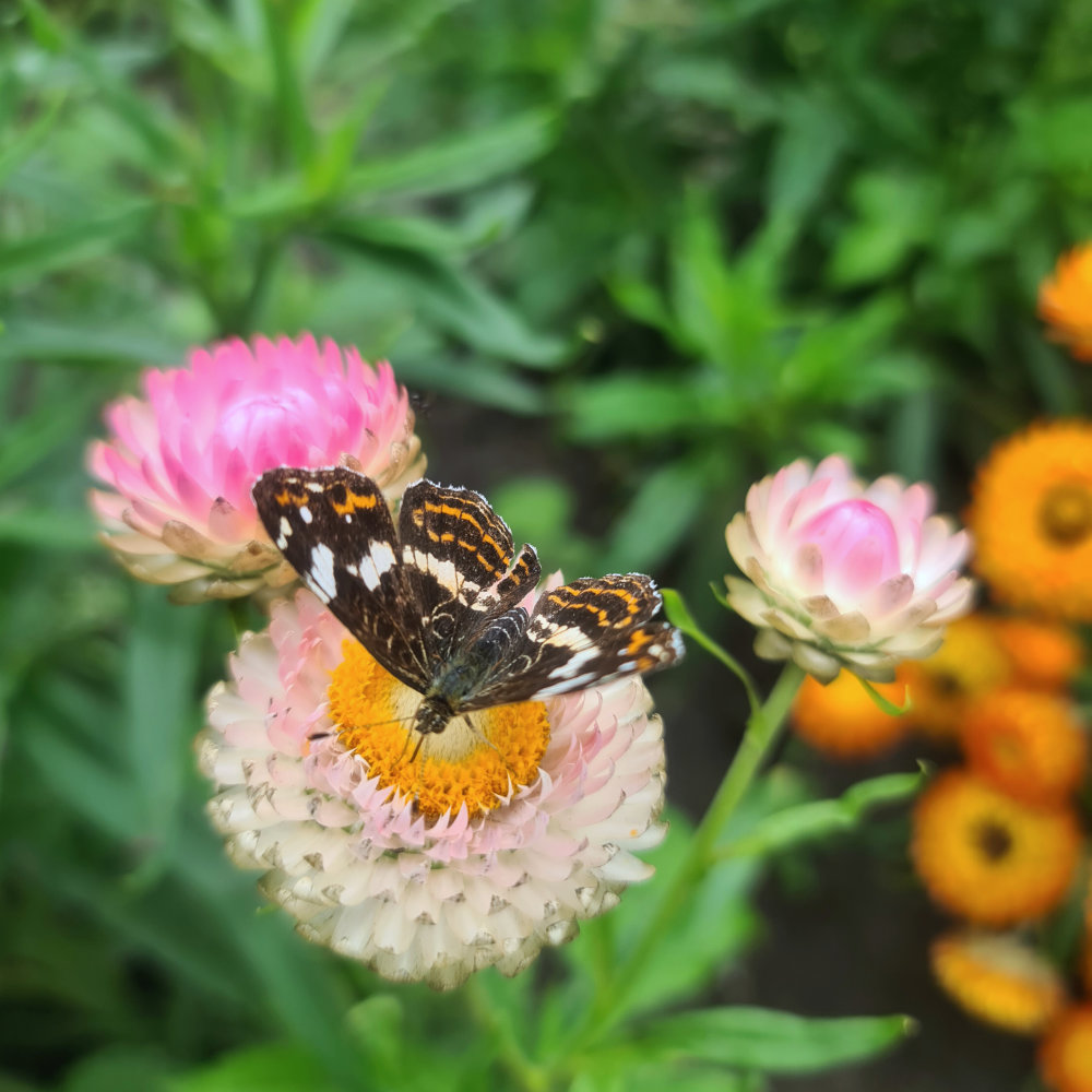 Strohblume Niedrige