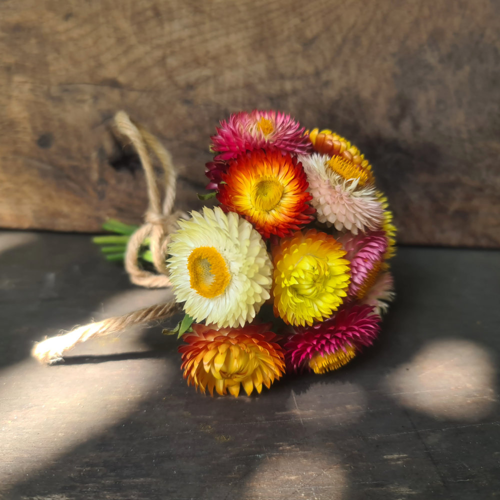 Strohblume Niedrige