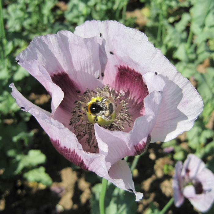 Ziermohn Simply Pink