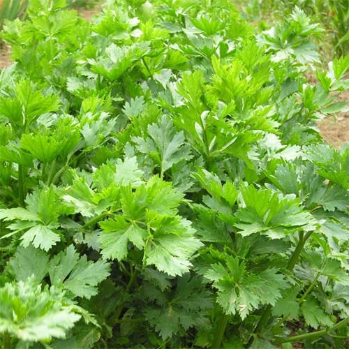 Schnittsellerie Aromatischer