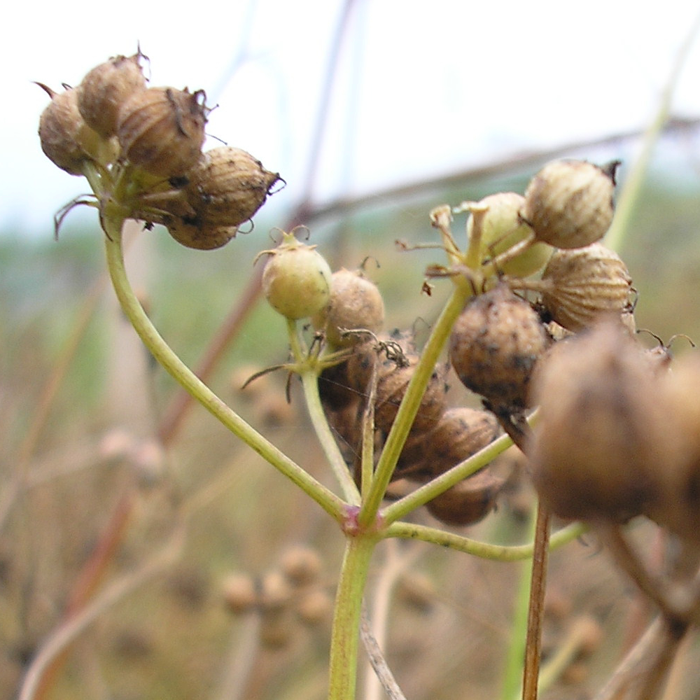 Koriander, Samenform