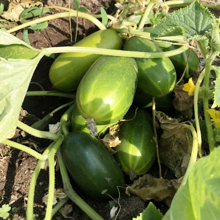 Einlegegurke Russische Trauben (De Russie)