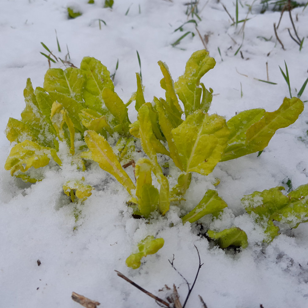 Schnittmangold Gelber Bündner