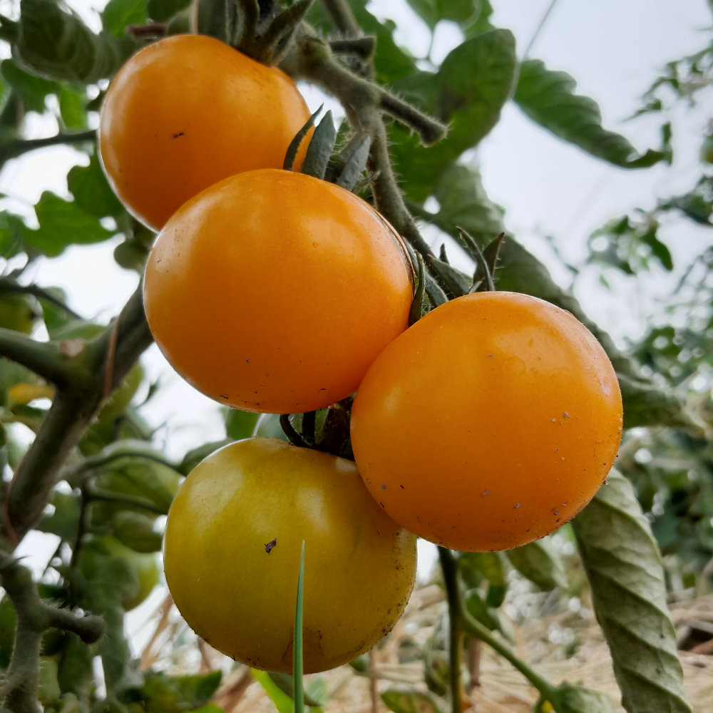 Salattomate Babelsberger Gelbe