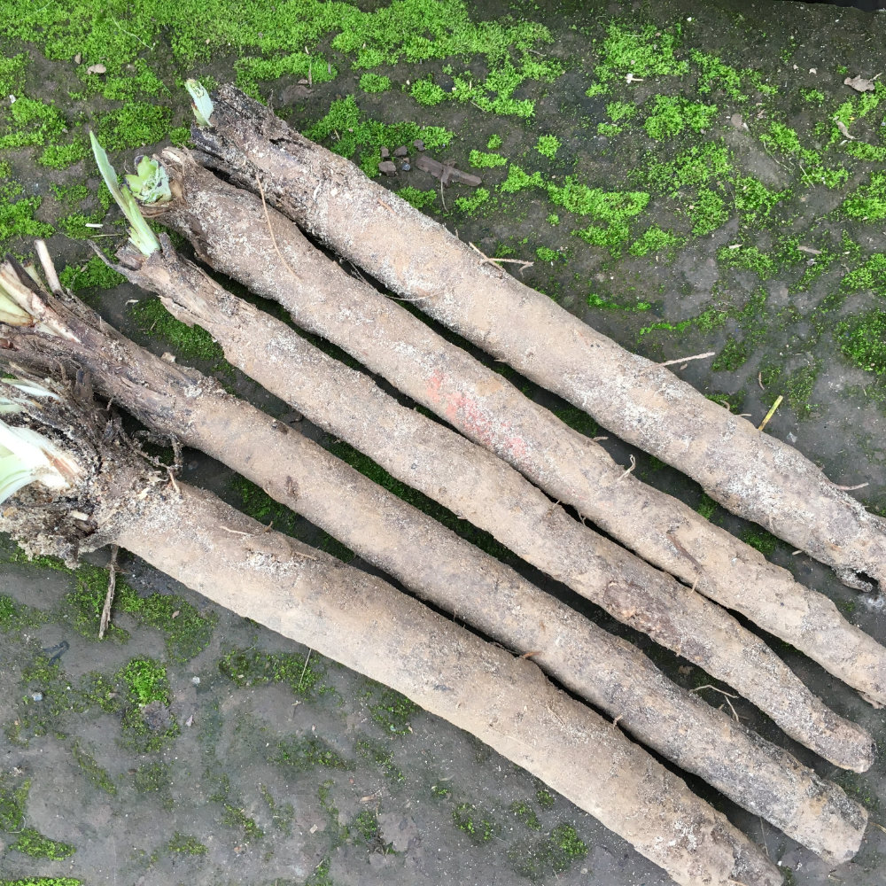 Schwarzwurzel Einjährige