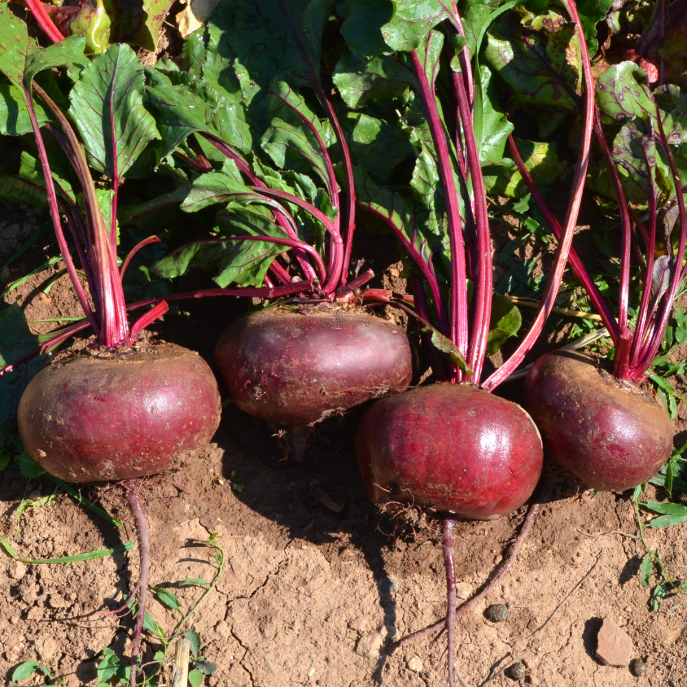 Rote Bete Ägyptische Plattrunde (D'Egypte)