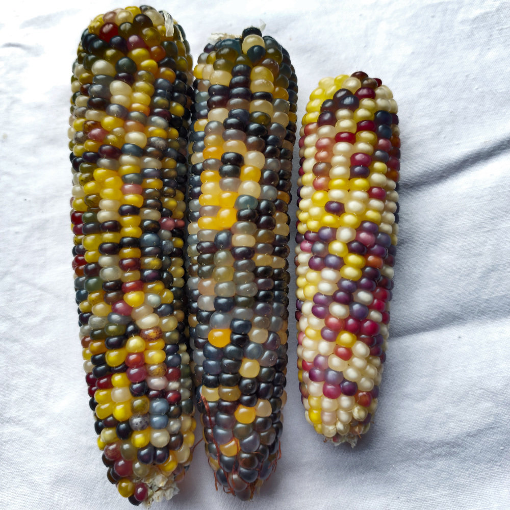 Bunter Popp-Mais Color Pearls