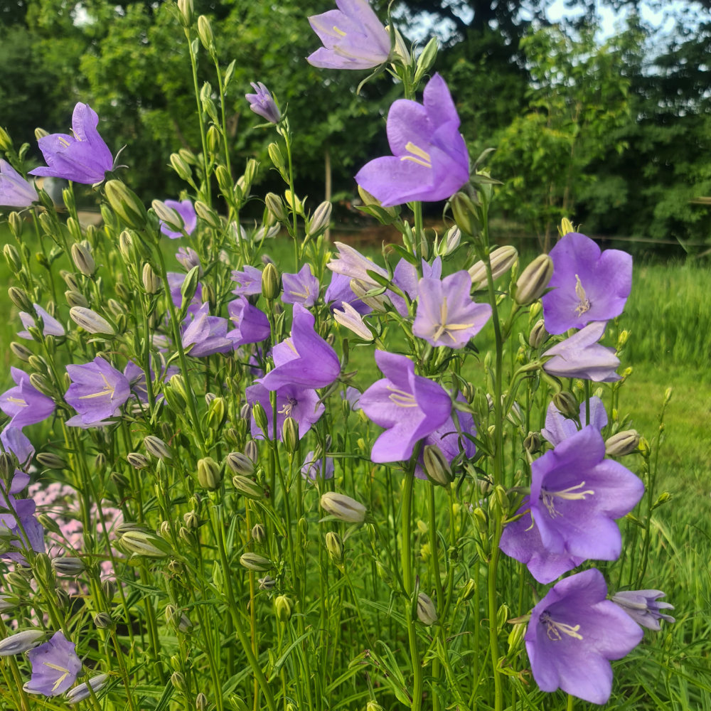 Pfirsichblättrige Glockenblume
