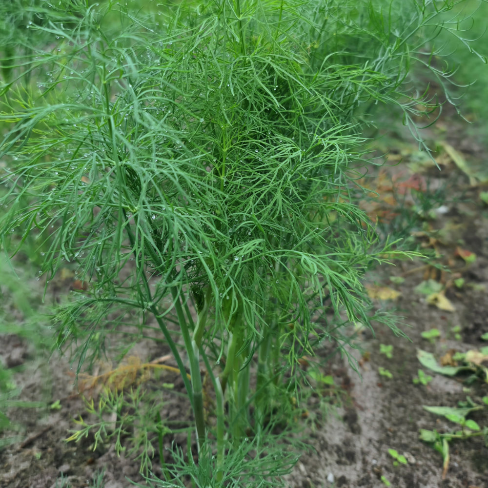 Tetra-Dill