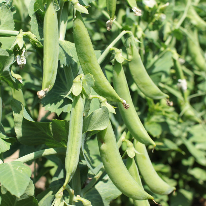 Knackerbse Sugar Bon