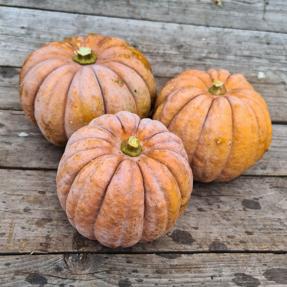 Moschuskürbis Futsu Black Rinded