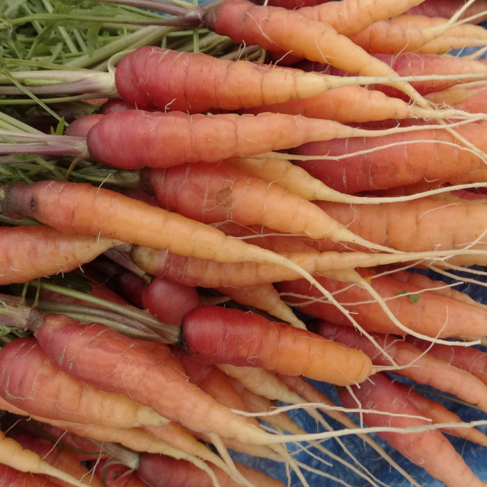 Möhre Chantenay Violett (Longue rouge sang)