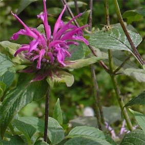 Bergamott-Monarde