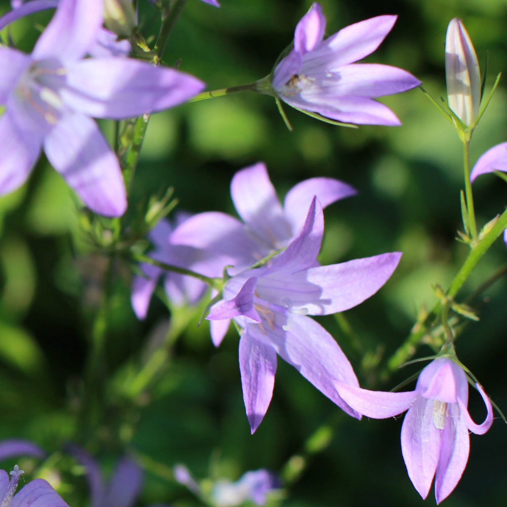Rapunzelglockenblume