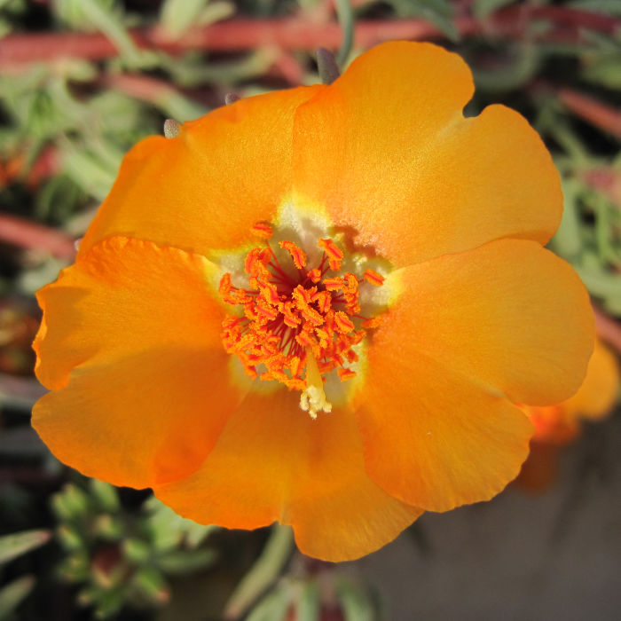 Portulakröschen