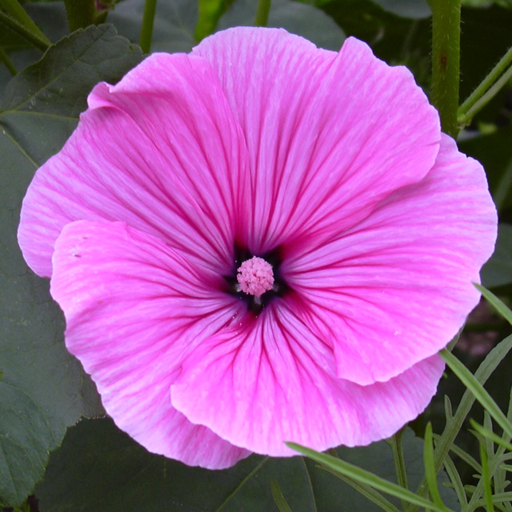 Bechermalve, rosa