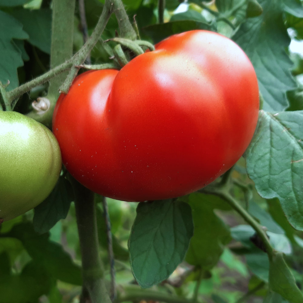 Fleischtomate Marmande