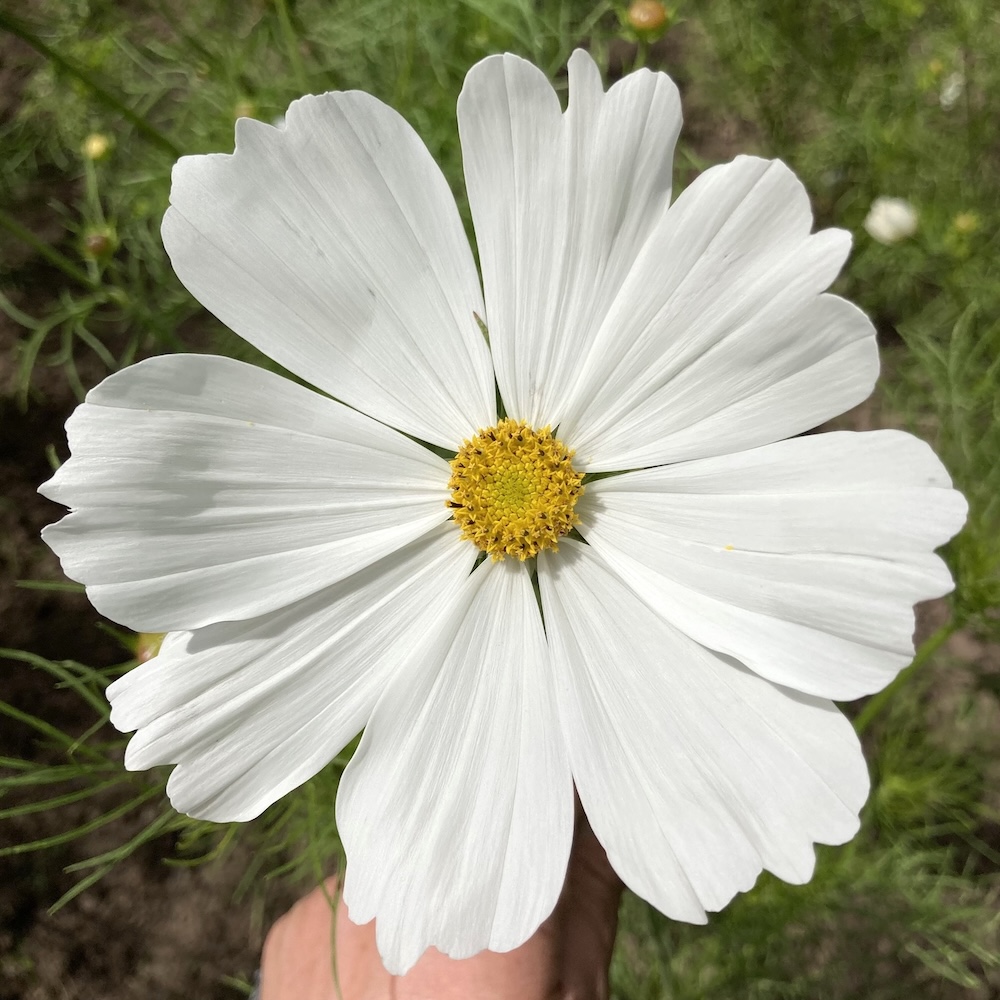 Cosmea Weiß