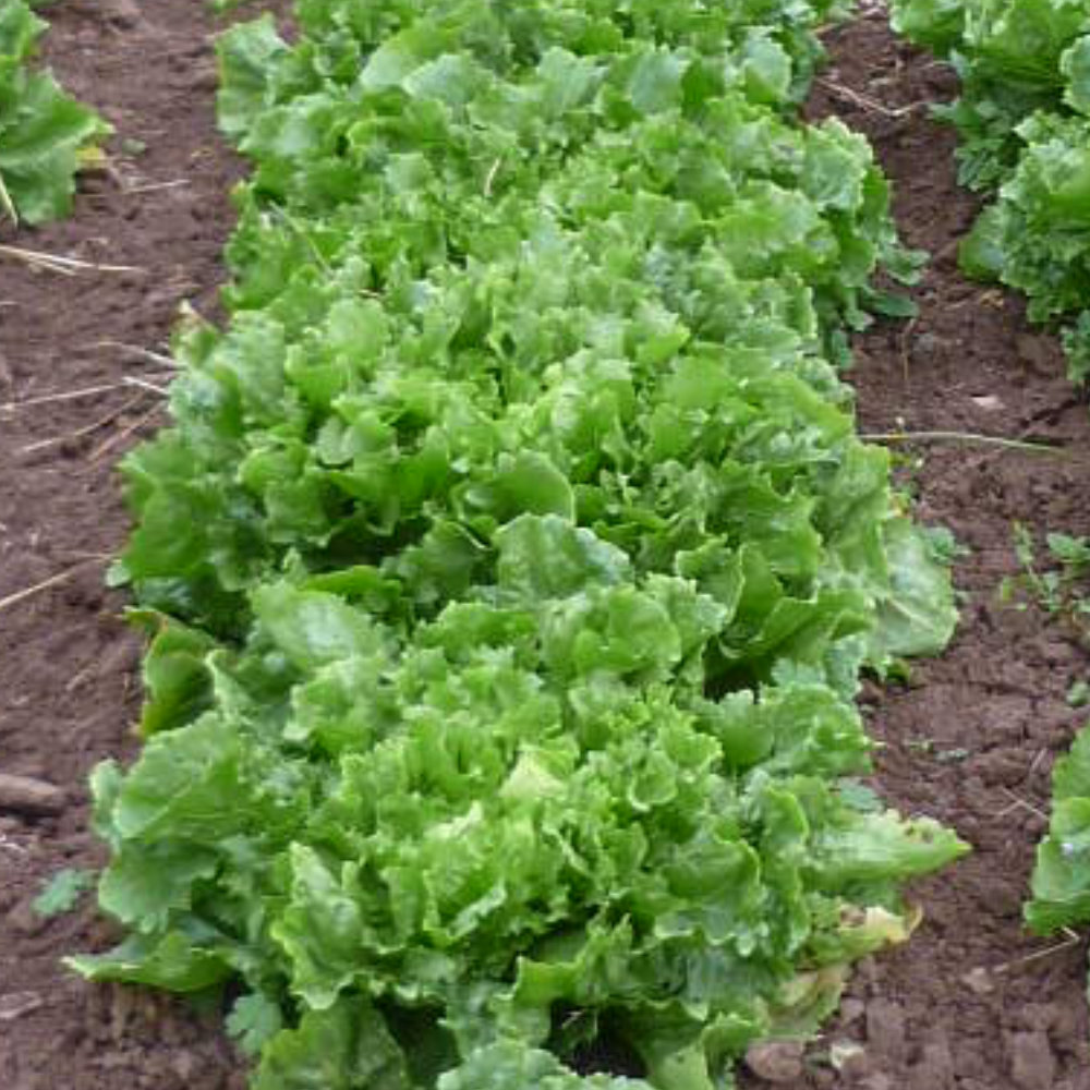 Winterendivie Bubikopf 2 (Nummer Vijf 2)