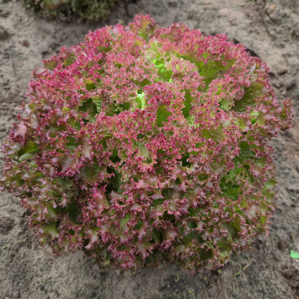 Blattsalat Lollo Rossa