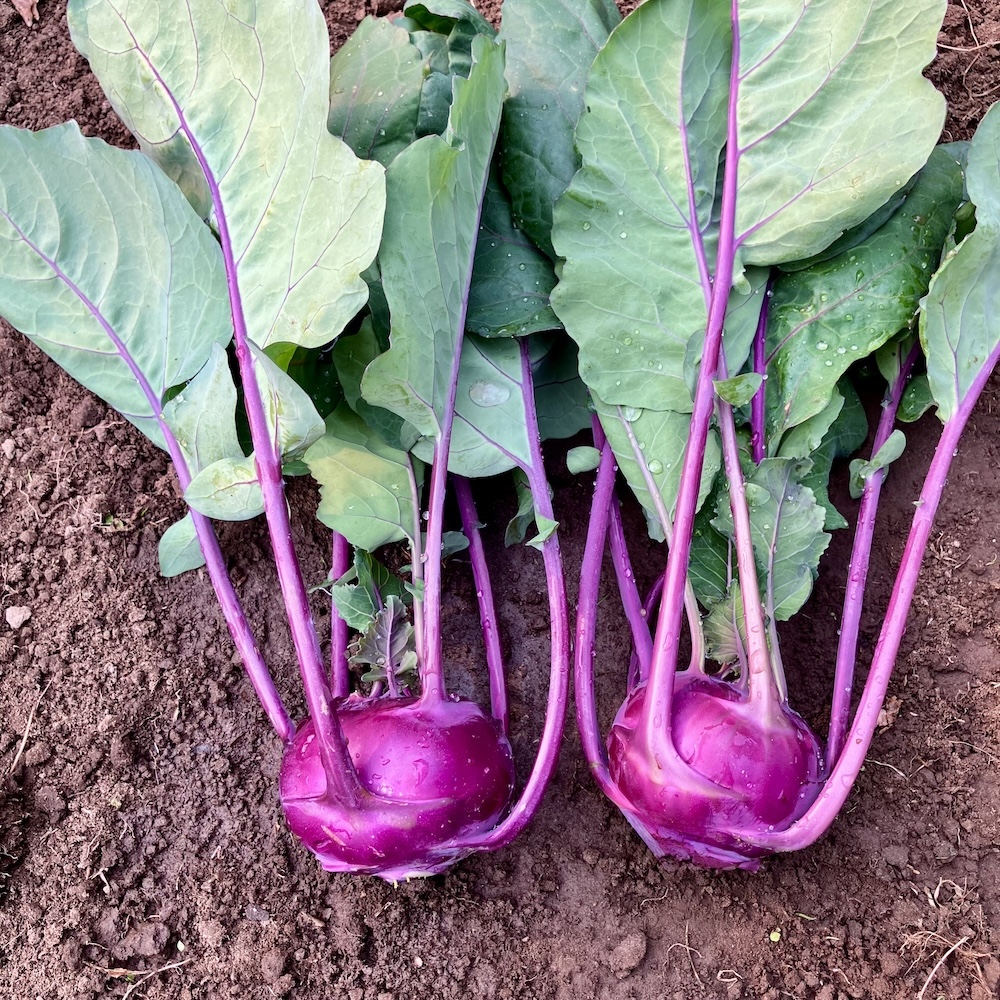 Kohlrabi Azur-Star