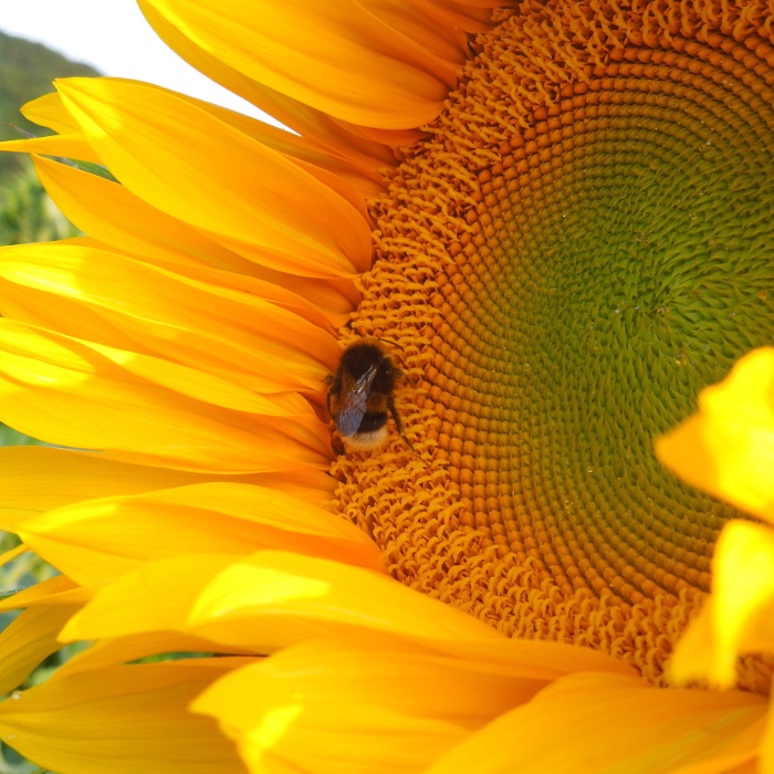 Sonnenblume (10 m²)