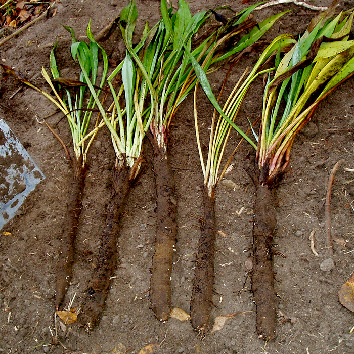 Schwarzwurzel Schwarzer Peter