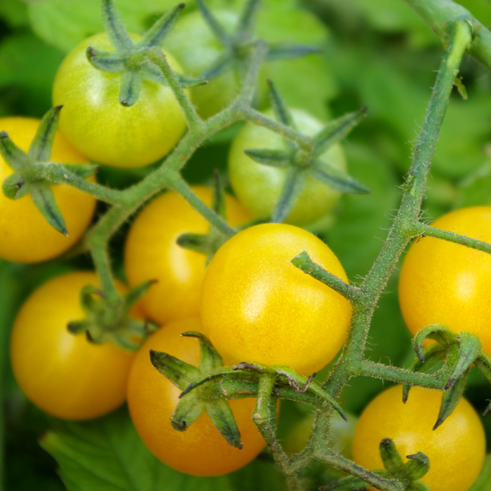 Wildtomate Golden Currant