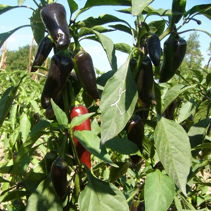 Peperoni Czech Black