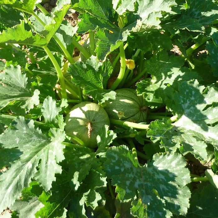 Zucchini Rondini Mexico