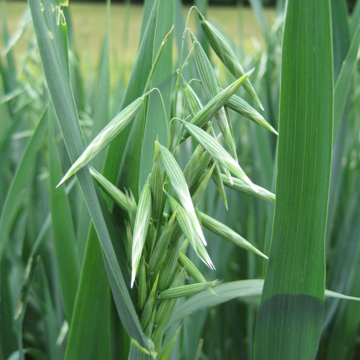 Nackthafer Landsorte aus Tschechien