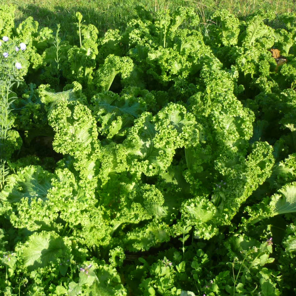 Asiasalat Green Wave