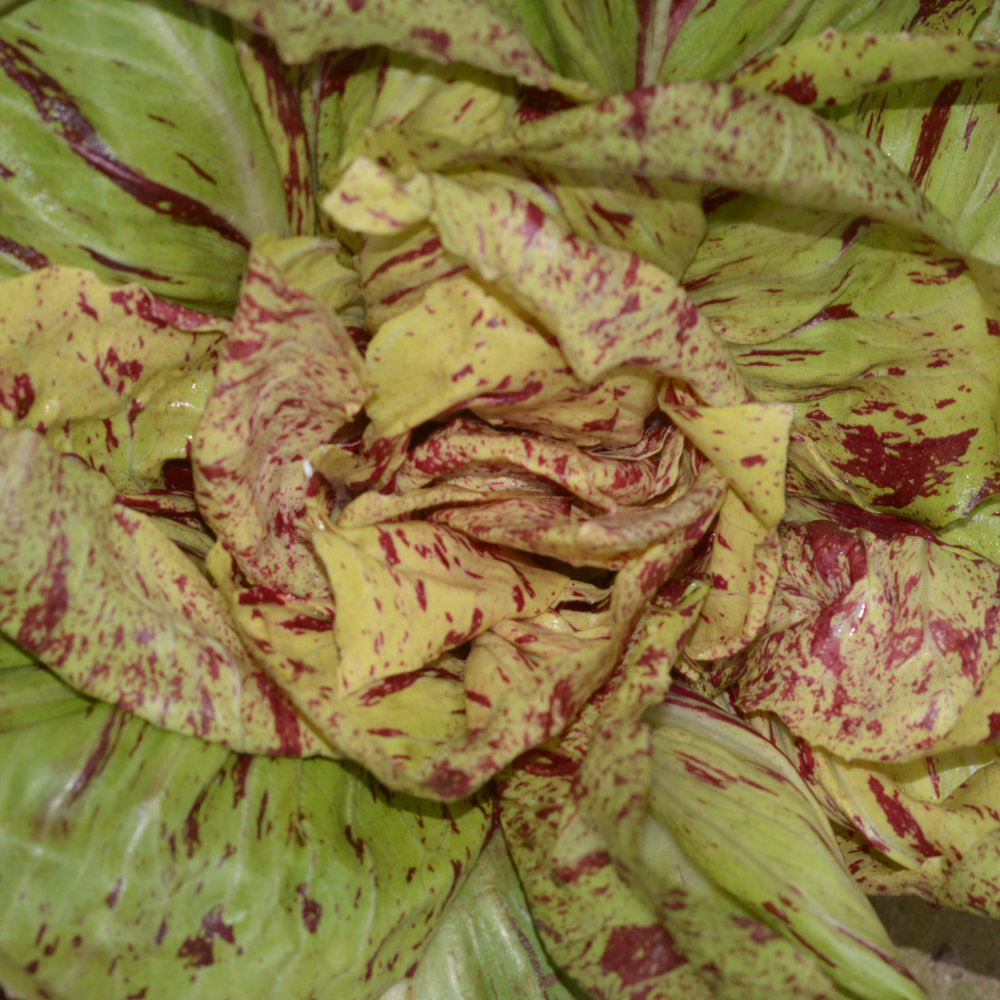 Radicchio Variegata di Castelfranco
