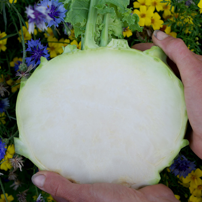 Kohlrabi Gigant/ Superschmelz