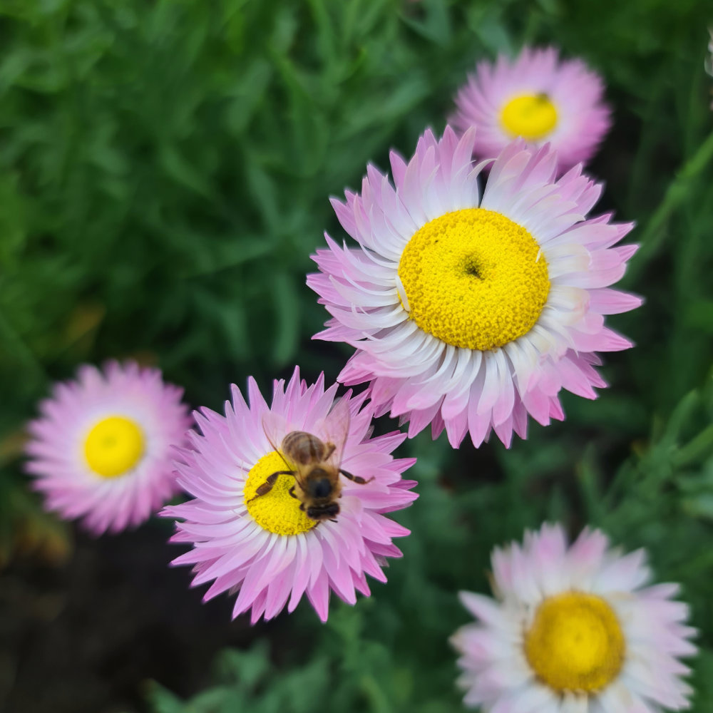 Sonnenflügel