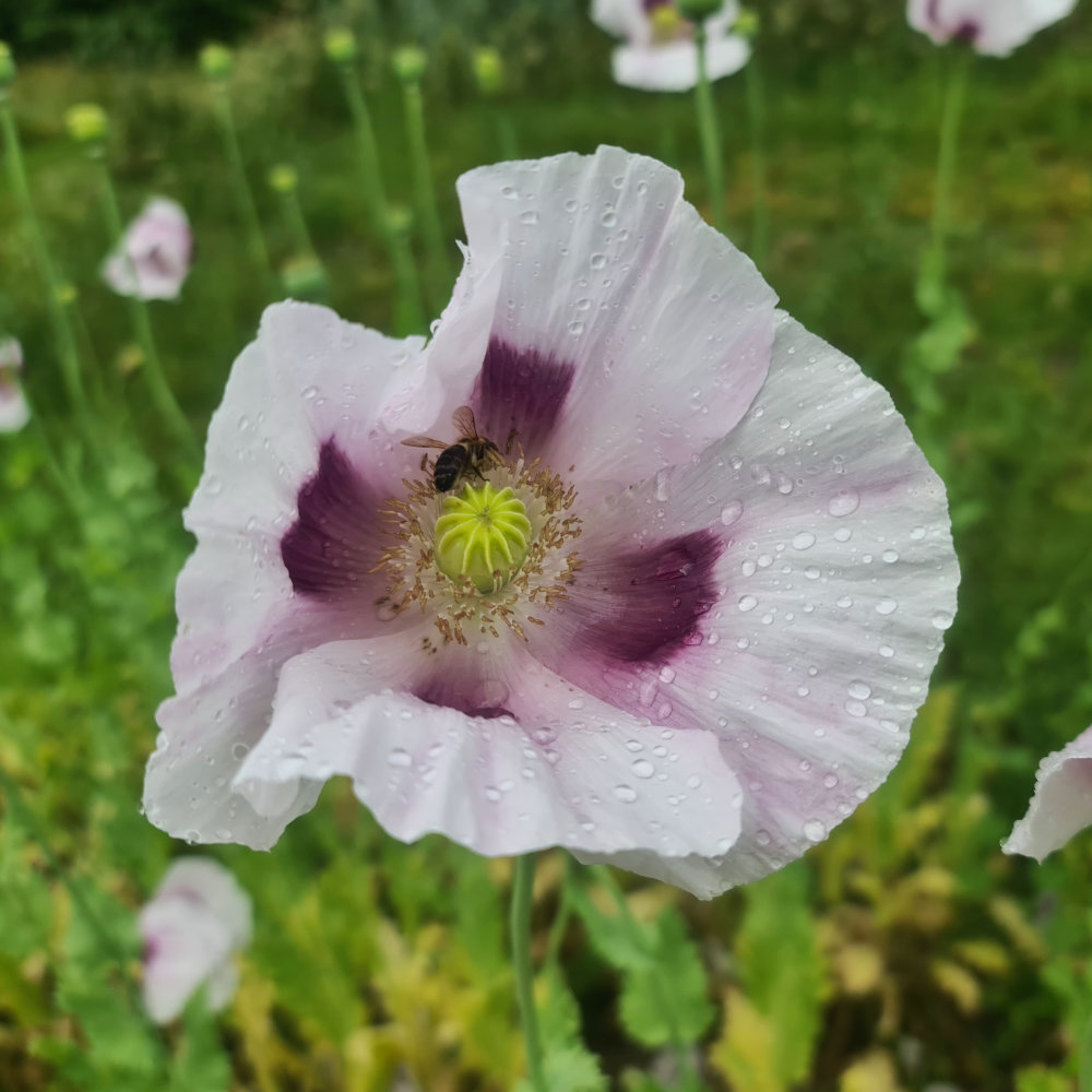 Schließmohn