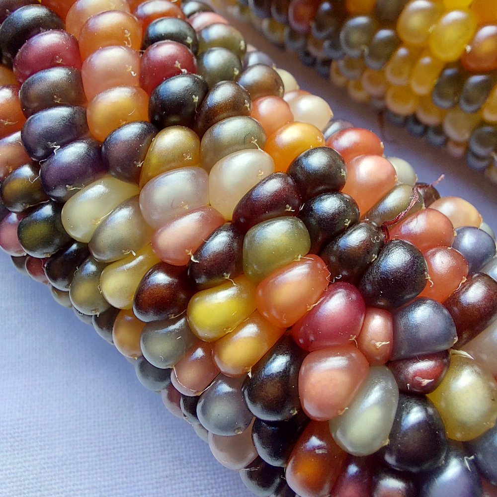 Bunter Popp-Mais Color Pearls